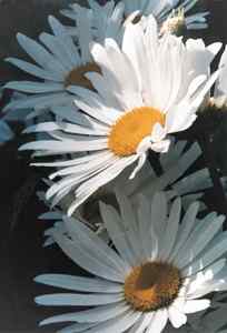 These Are Not Cashews