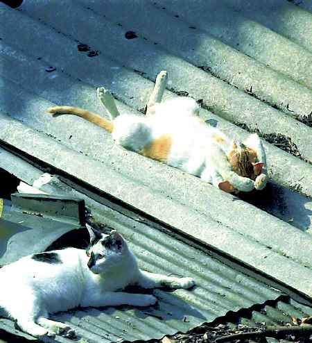 Sleeping Cats on Roof
